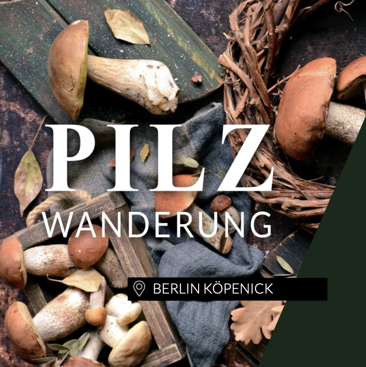 Pilzwanderung Berlin Köpenick