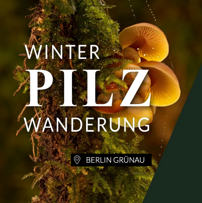 Winterpilzwanderung Berlin Grünau