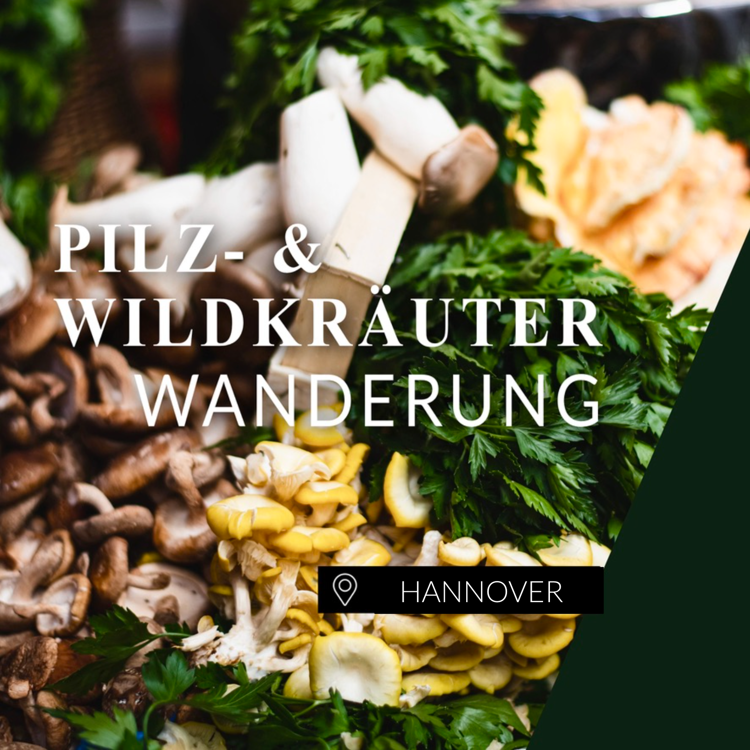 Pilz- und Kräuterwanderung Hannover