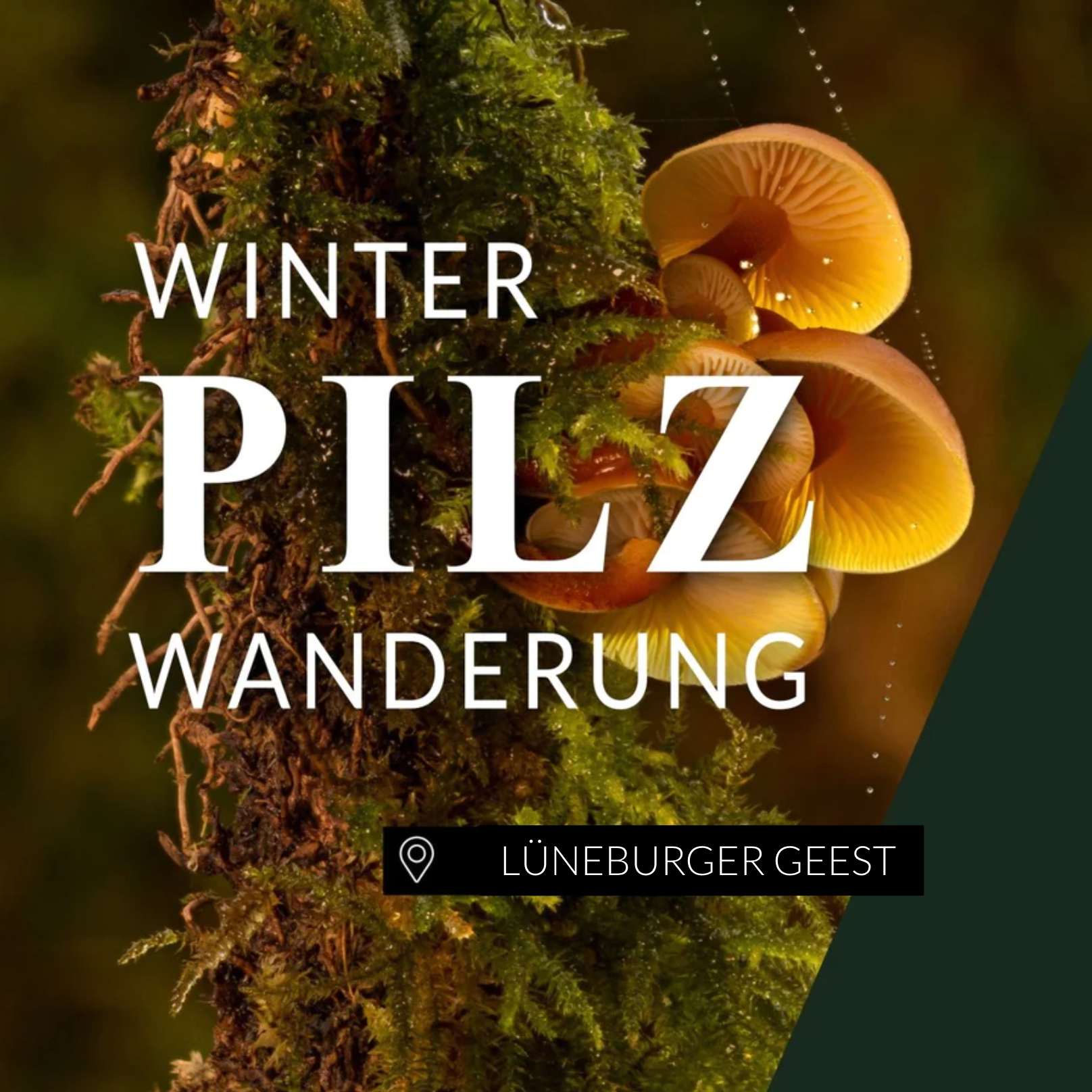 Winterpilzwanderung Lüneburger Geest
