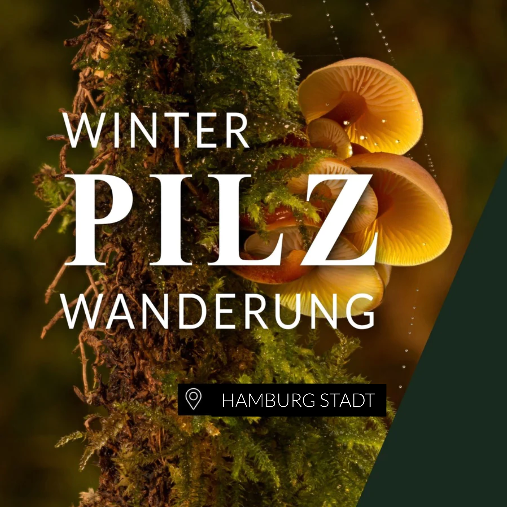 Winterpilzwanderung Hamburg Stadt