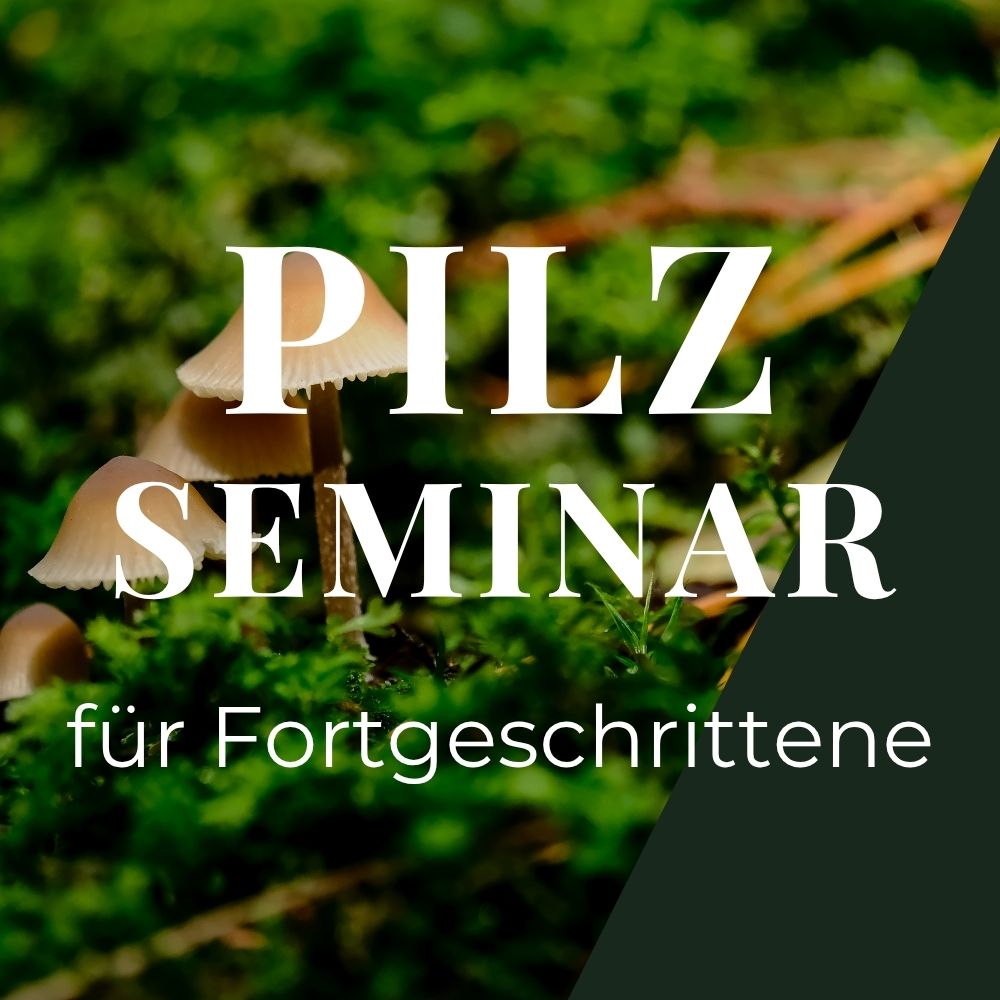 Pilzseminar für Fortgeschrittene Hamburg