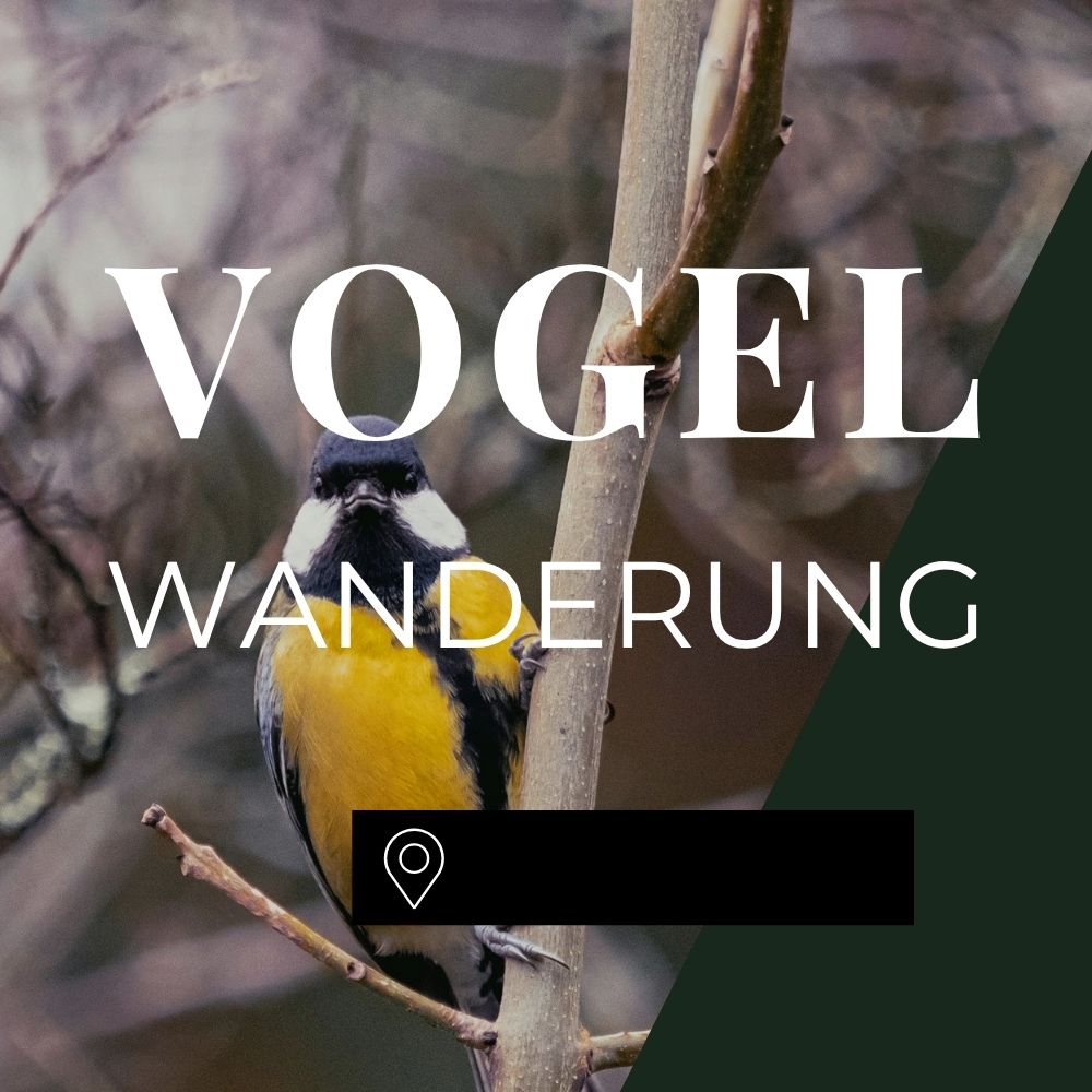 Vogelwanderung München Neuried
