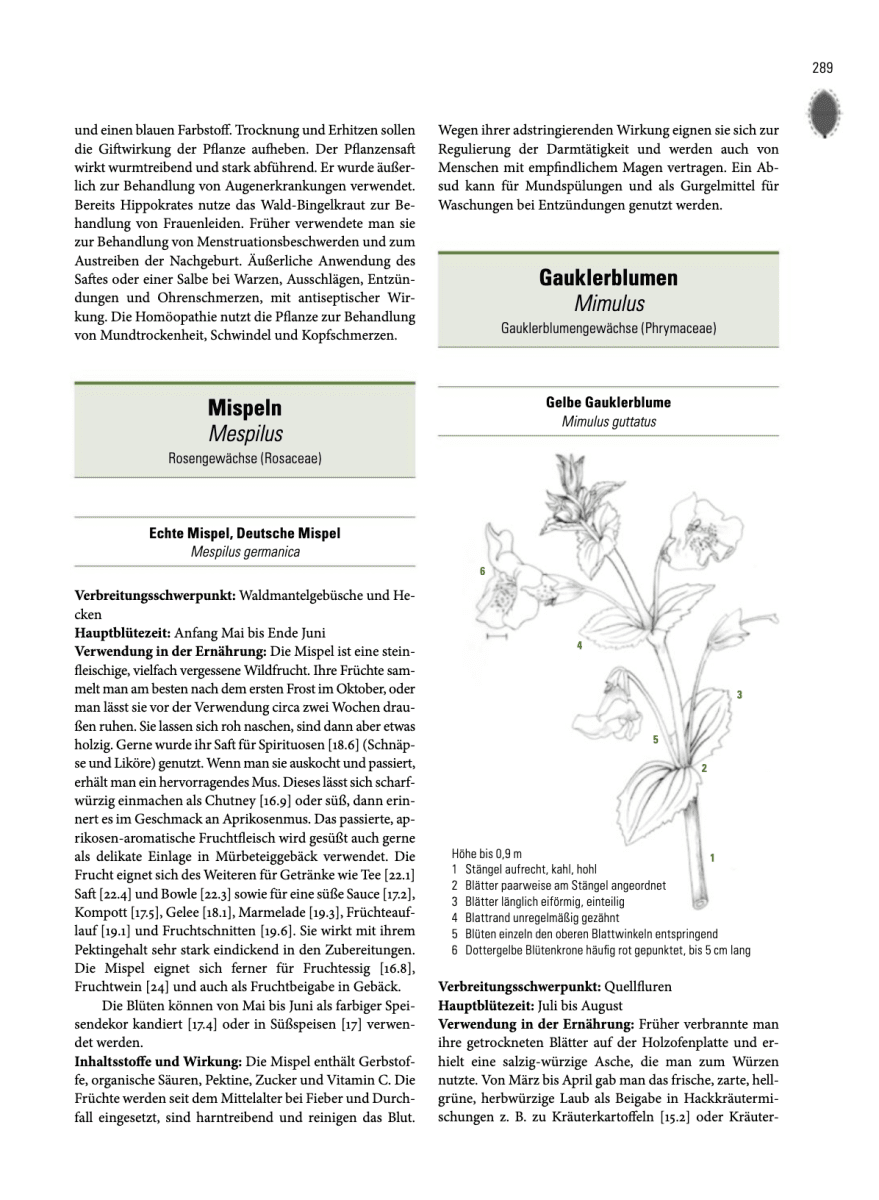 Enzyklopädie Essbare Wildpflanzen - 2000 Pflanzen Mitteleuropas