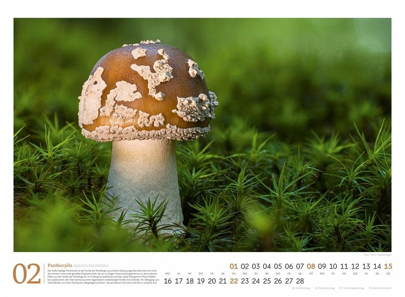 Pilze Kalender 2026 - Vielfalt am Waldboden
