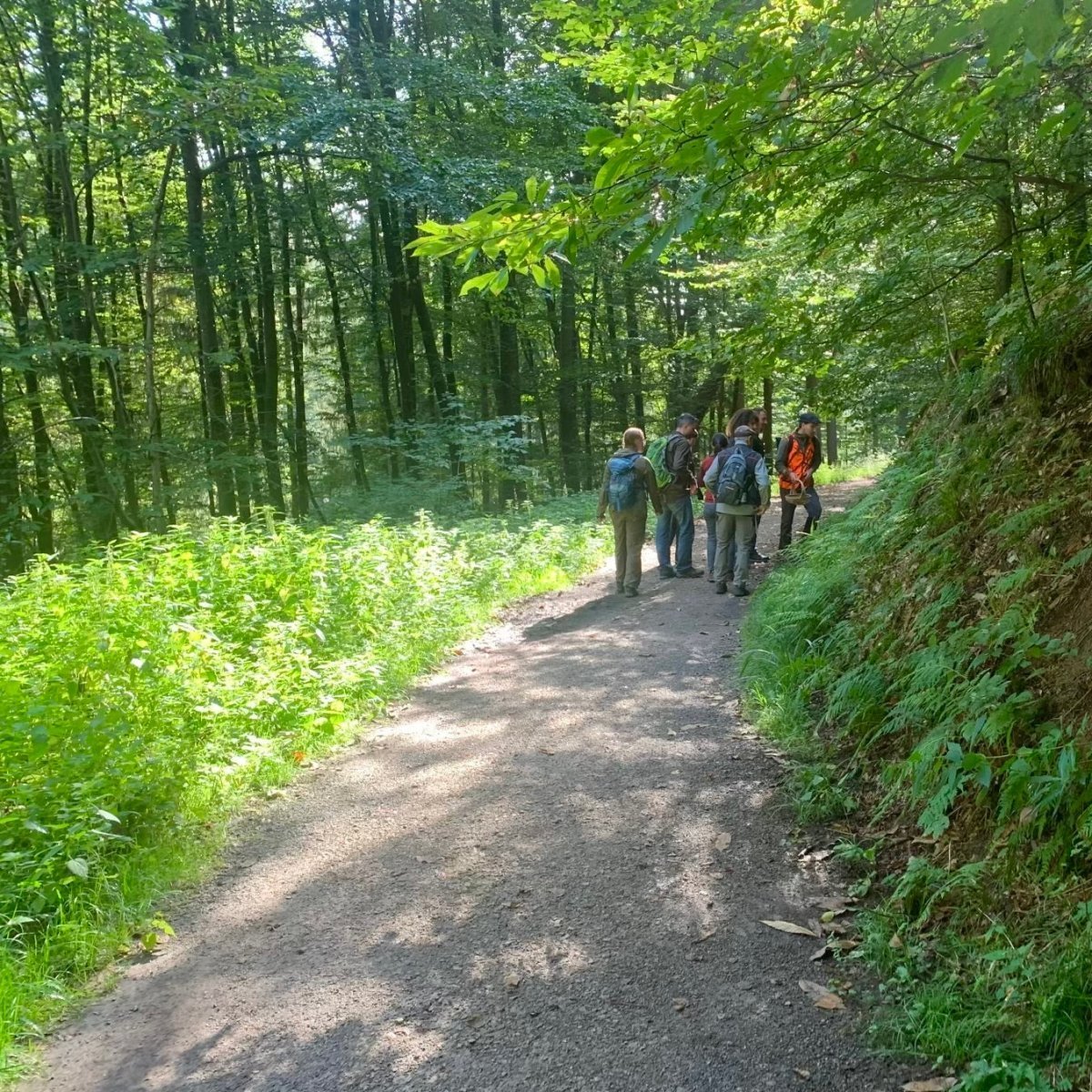 Pilzseminar für Fortgeschrittene Koblenz