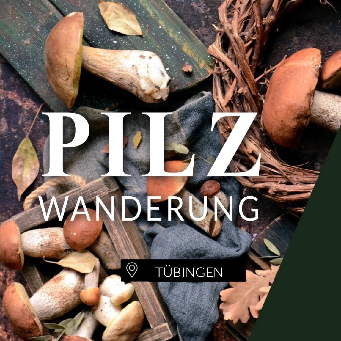 Pilzwanderung Tübingen