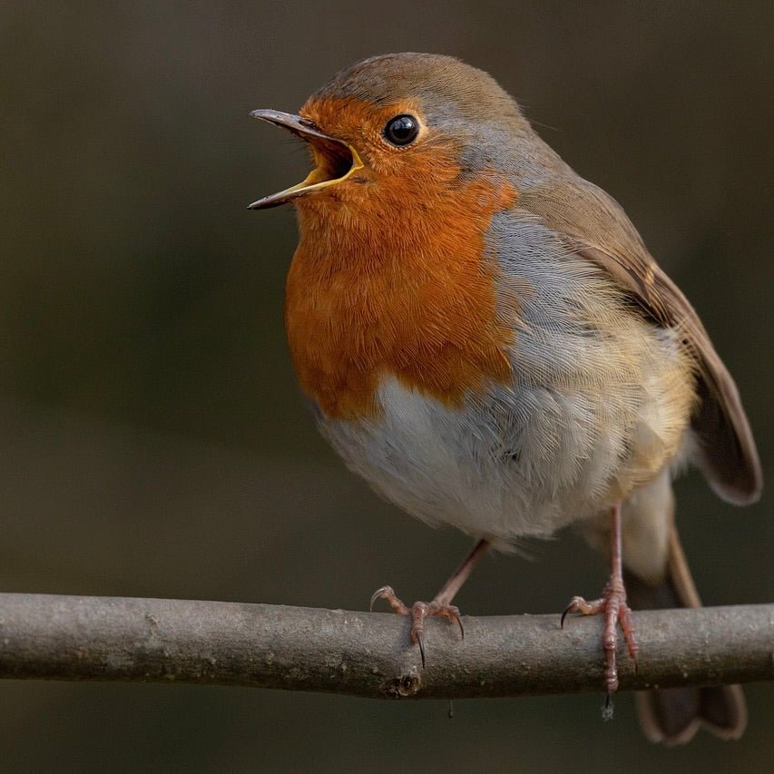 Vogelwanderung Essen