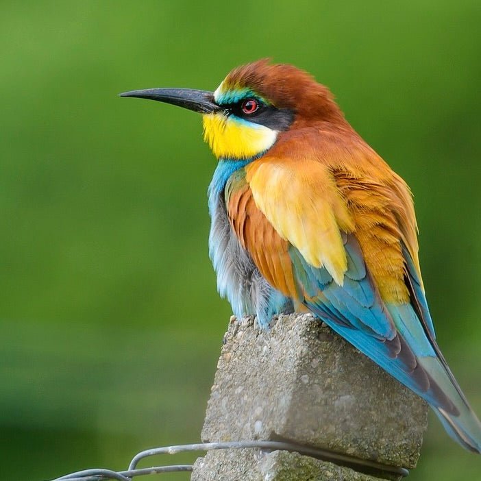 Vogelwanderung Essen