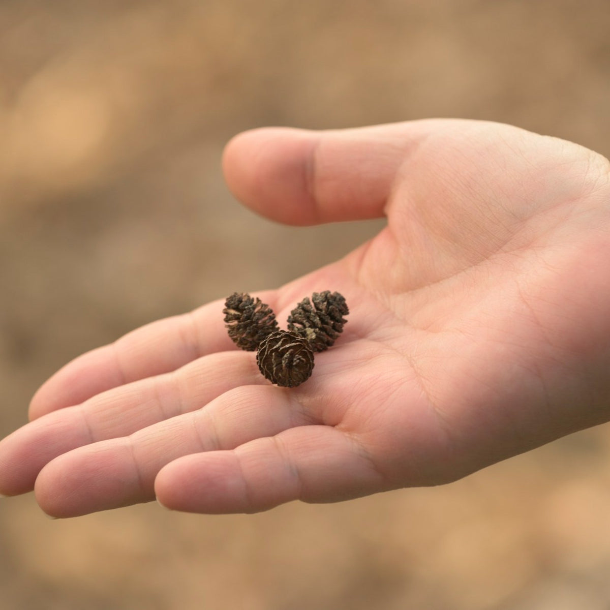 Kleine Zapfen als Waldfundstücke für den Adventskranz in der Hand
