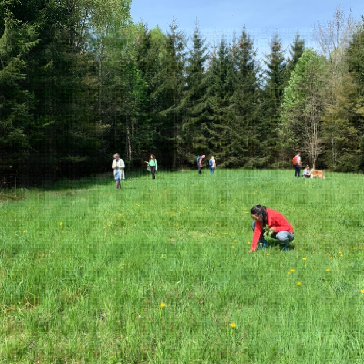 Wildkräuterwanderung Augsburg Ost