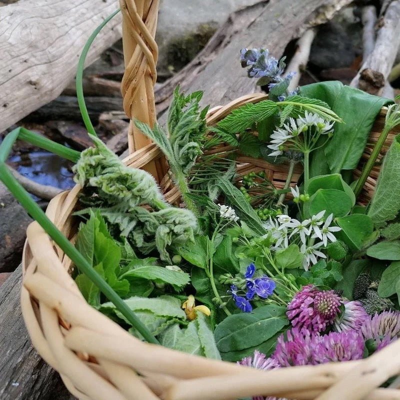 Wildkräuterwanderung Dresden