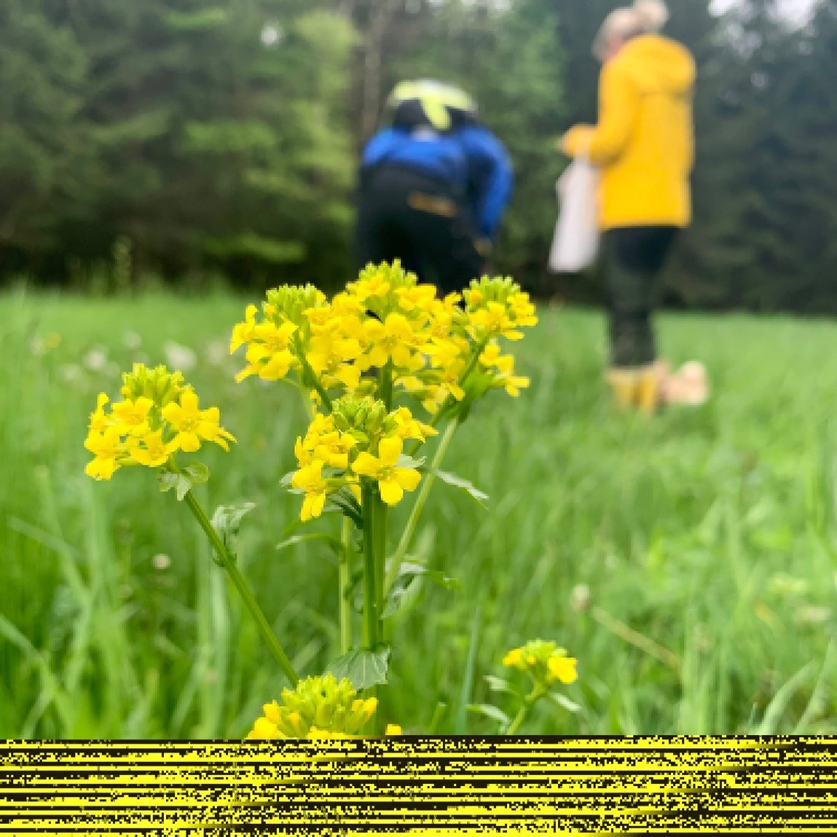 Wildkräuterwanderung Hamburg Süd