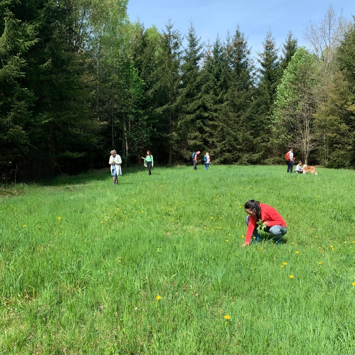 Wildkräuterwanderung Hamburg West