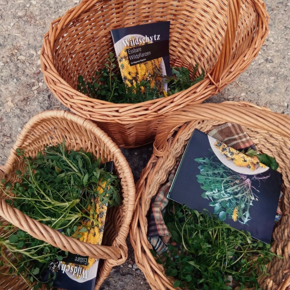 Wildkräuterwanderung München Neuried