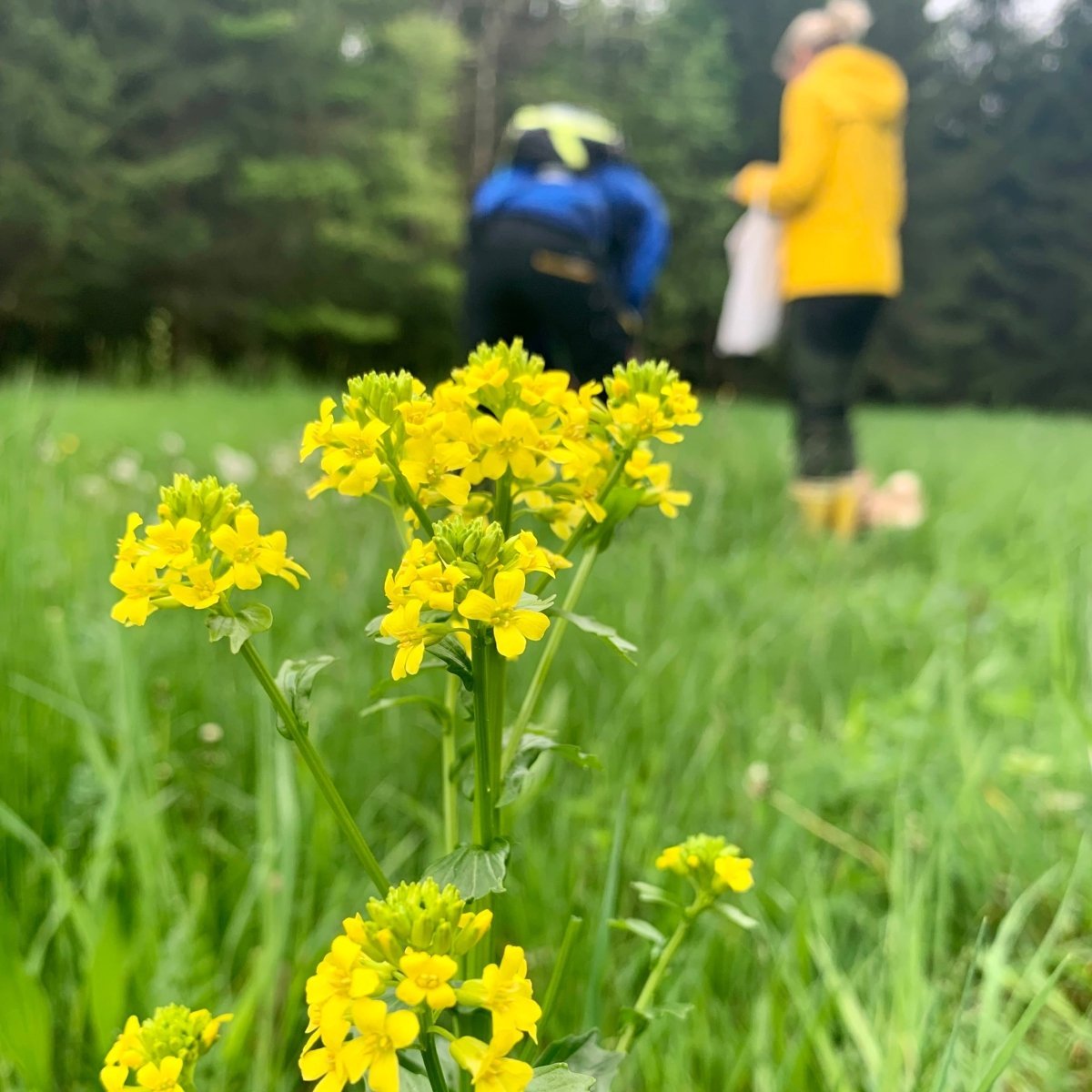 Wildkräuterwanderung Mannheim