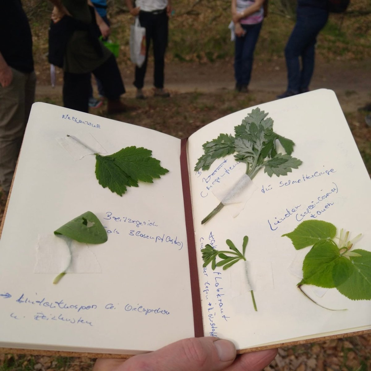 Wildkräuterwanderung Mannheim