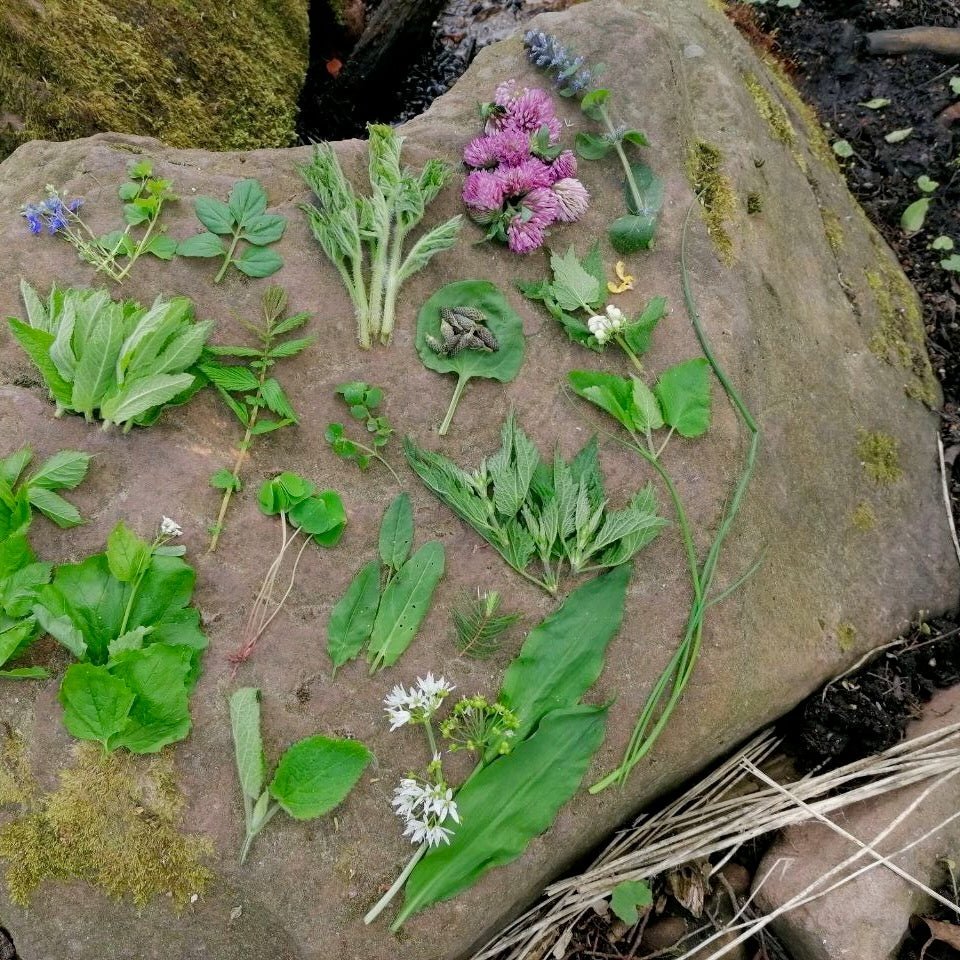 Wildkräuterwanderung Mannheim