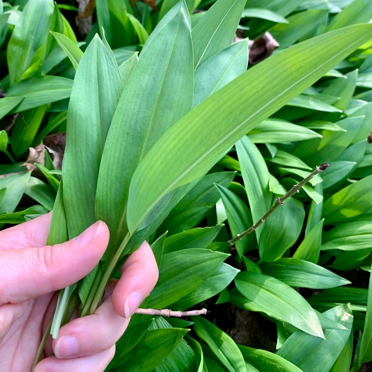 Wildkräuterwanderung Wuppertal