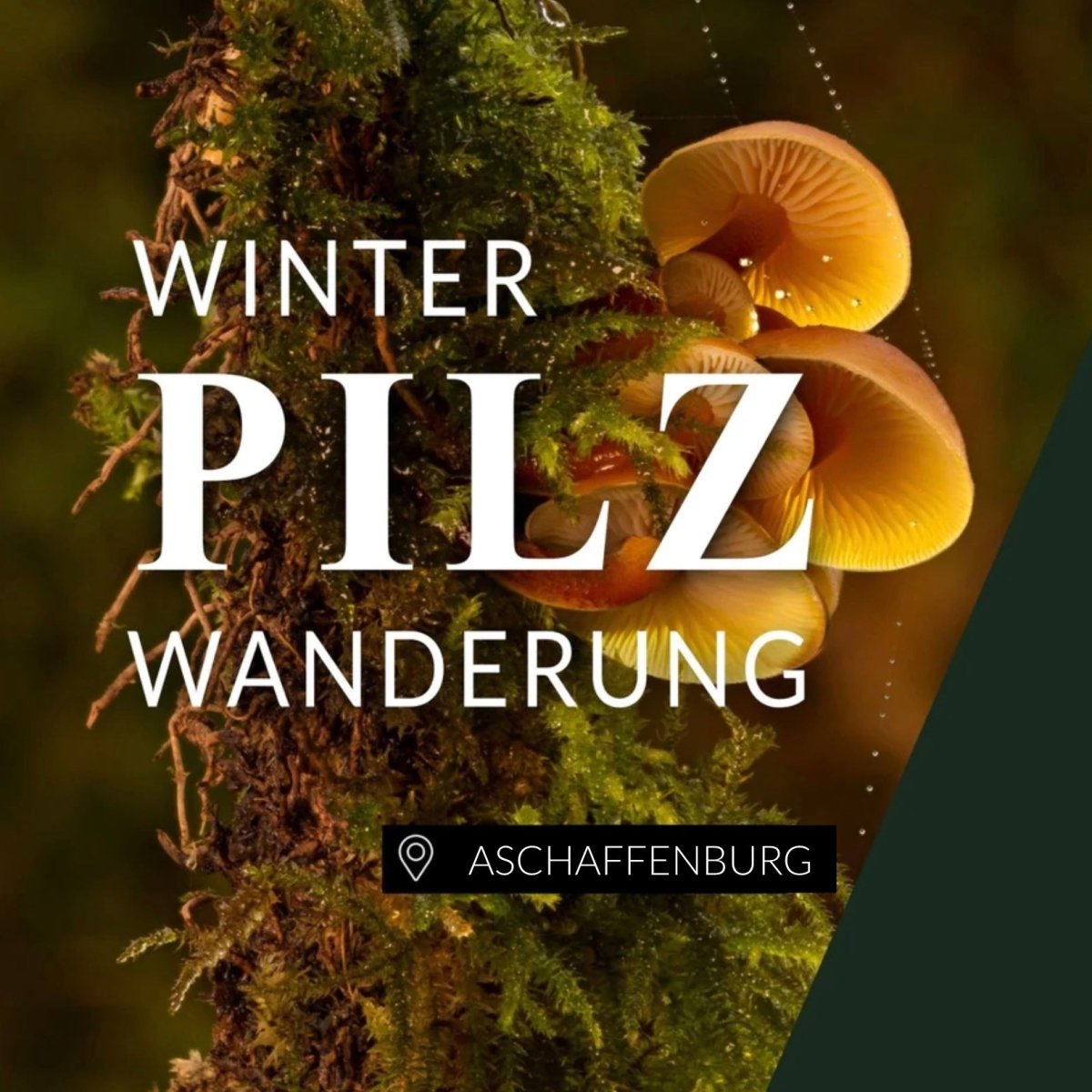 Winterpilzwanderung Aschaffenburg