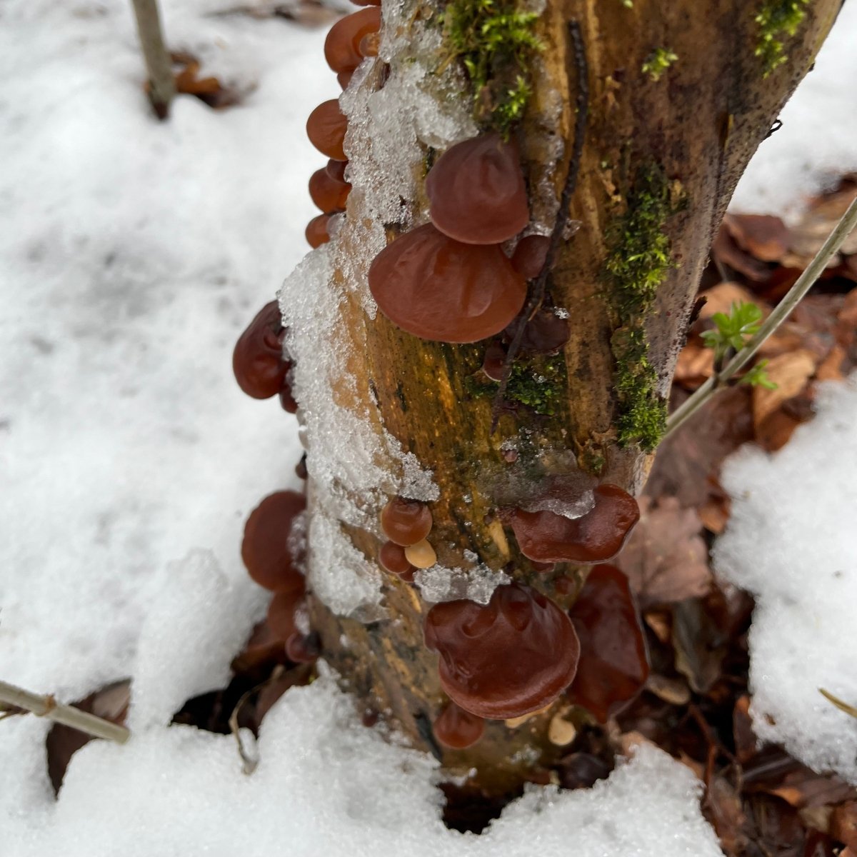Winterpilzwanderung Wuppertal