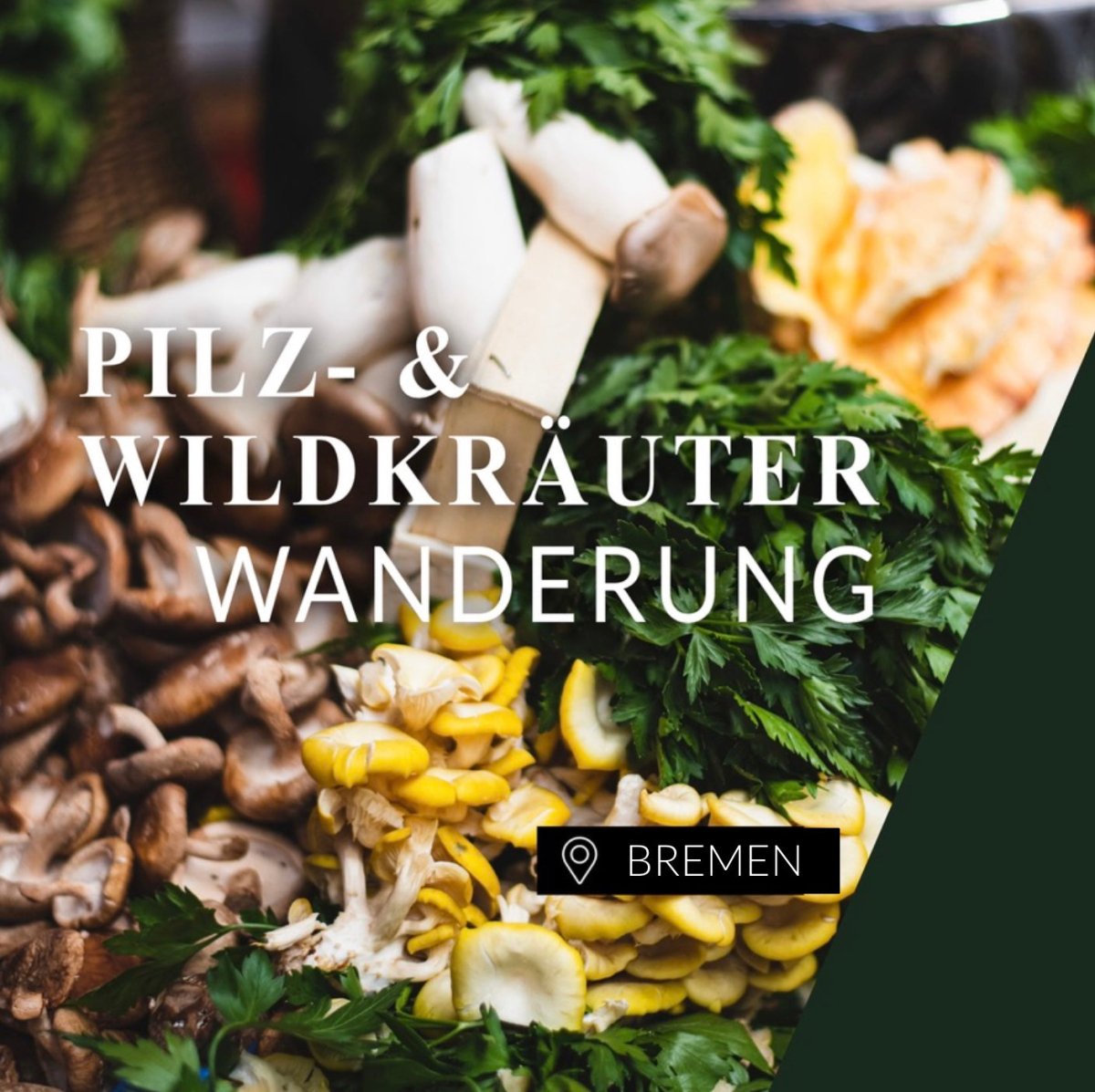 Pilz- und Kräuterwanderung Bremen