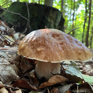 Pilzwanderung Dortmund (Süd)