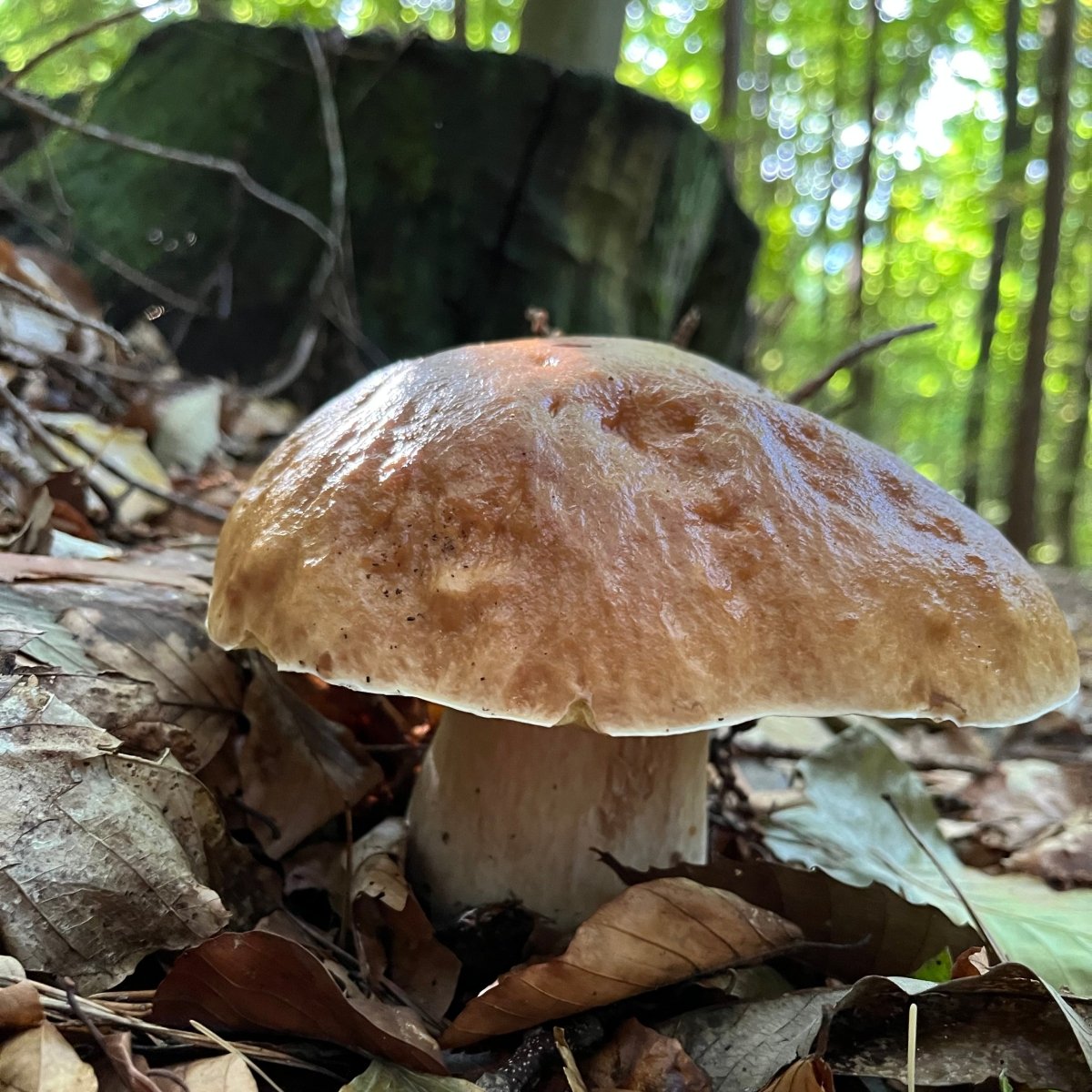 Pilzwanderung Hamburg Süd