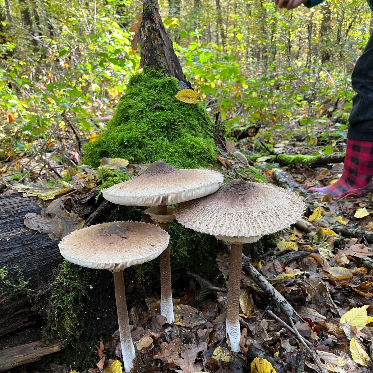 Pilzwanderung Wiesbaden