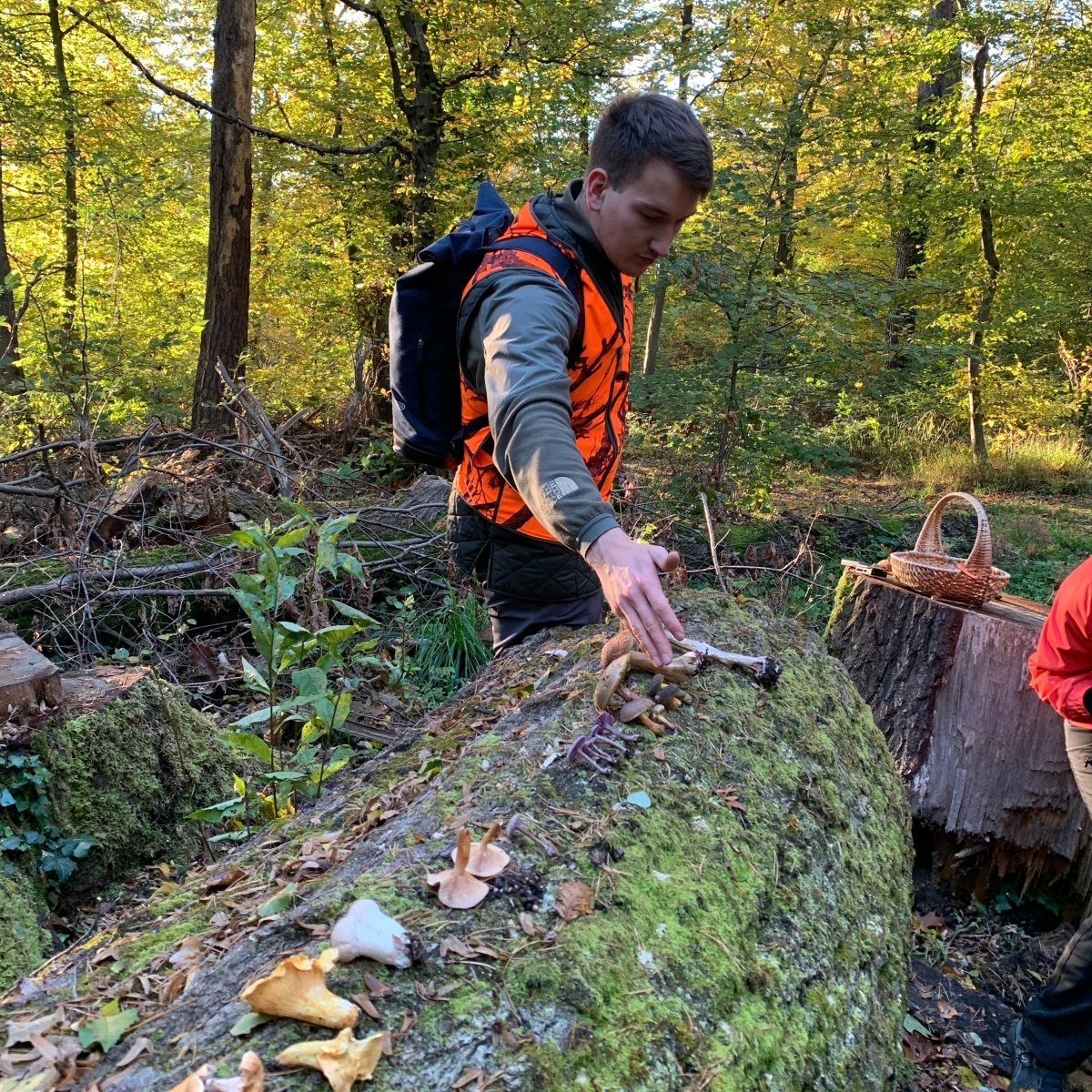 Pilzwanderung Wiesbaden