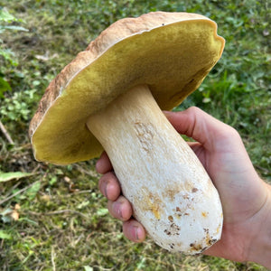 Pilzwanderung Wiesbaden