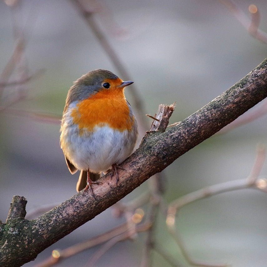 Vogelwanderung München Neuried
