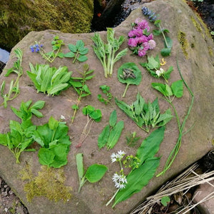 Wildkräuterwanderung Dortmund