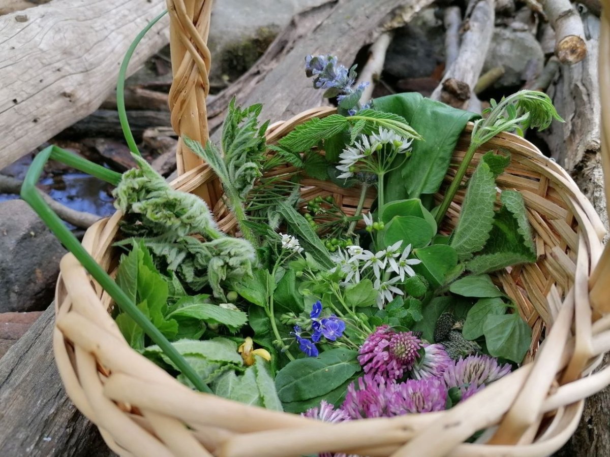 Wildkräuterwanderung Regensburg
