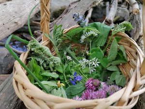 Wildkräuterwanderung Regensburg