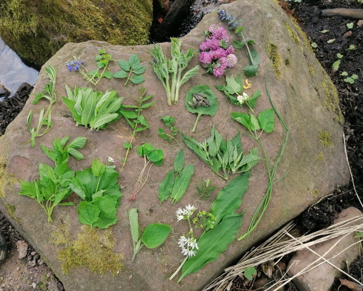 Wildkräuterwanderung Regensburg