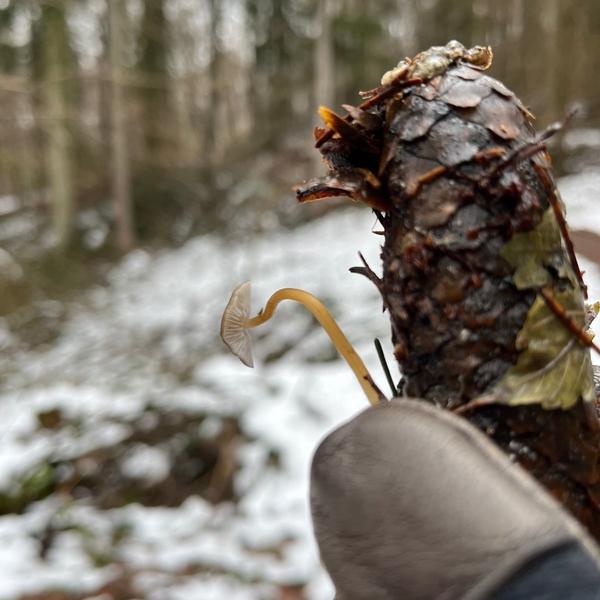 Winterpilzwanderung Dortmund