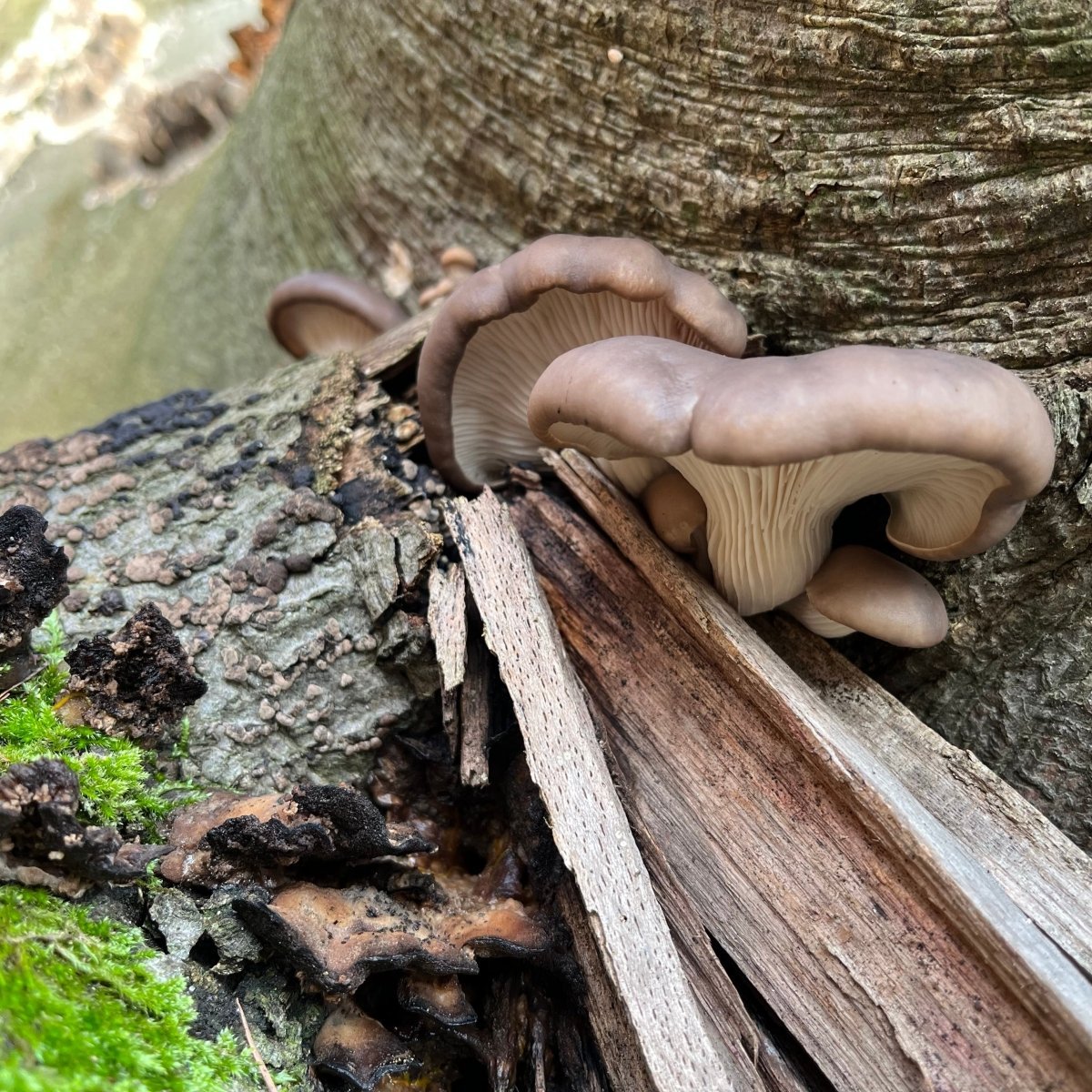 Winterpilzwanderung Dortmund