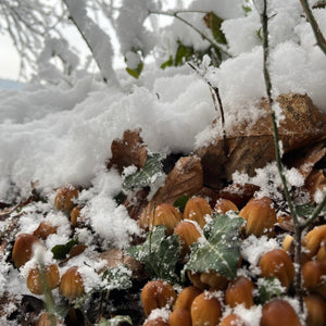 Winterpilzwanderung Dortmund