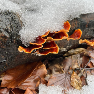 Winterpilzwanderung Dortmund