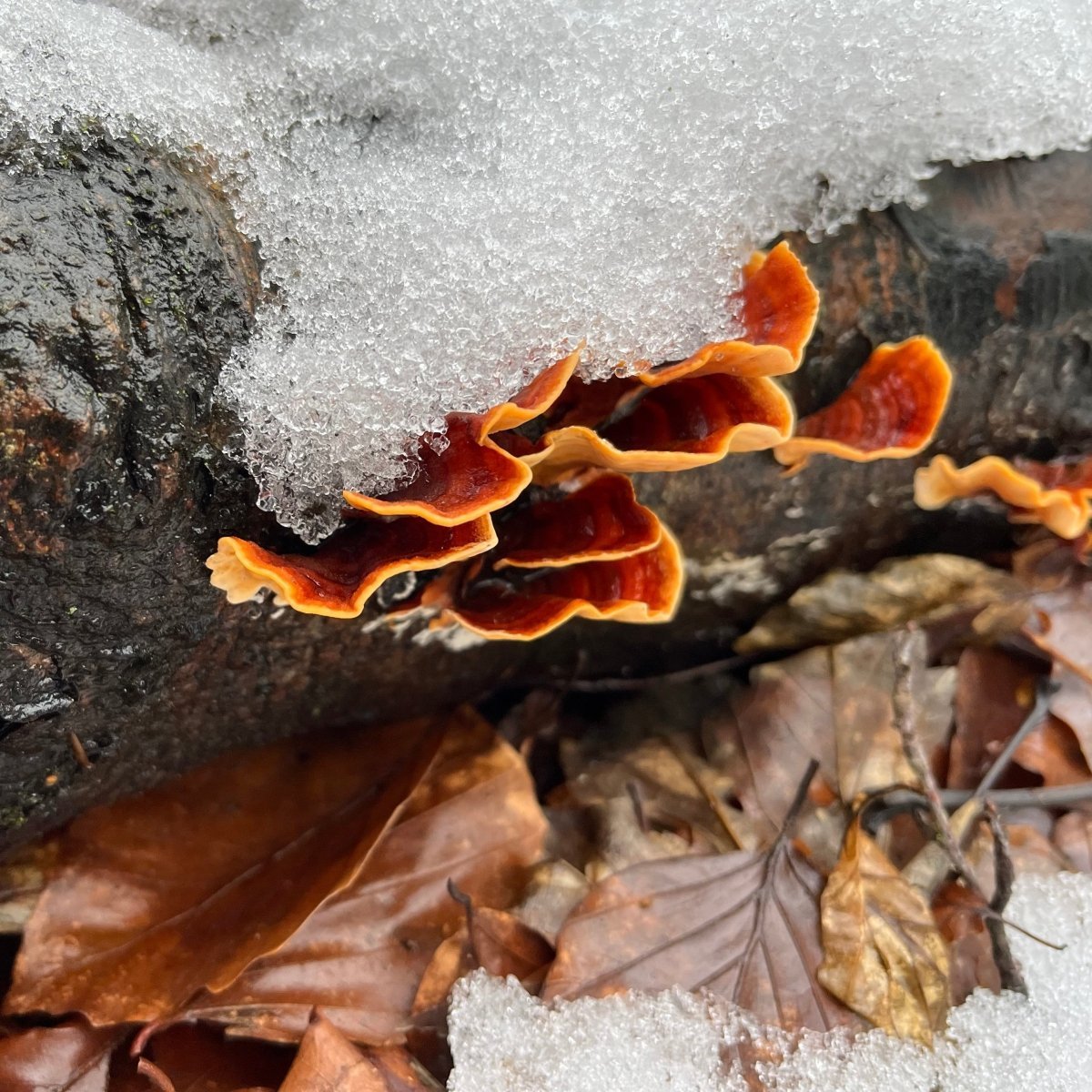 Winterpilzwanderung Düsseldorf Ratingen