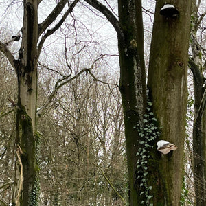 Winterpilzwanderung Karlsruhe