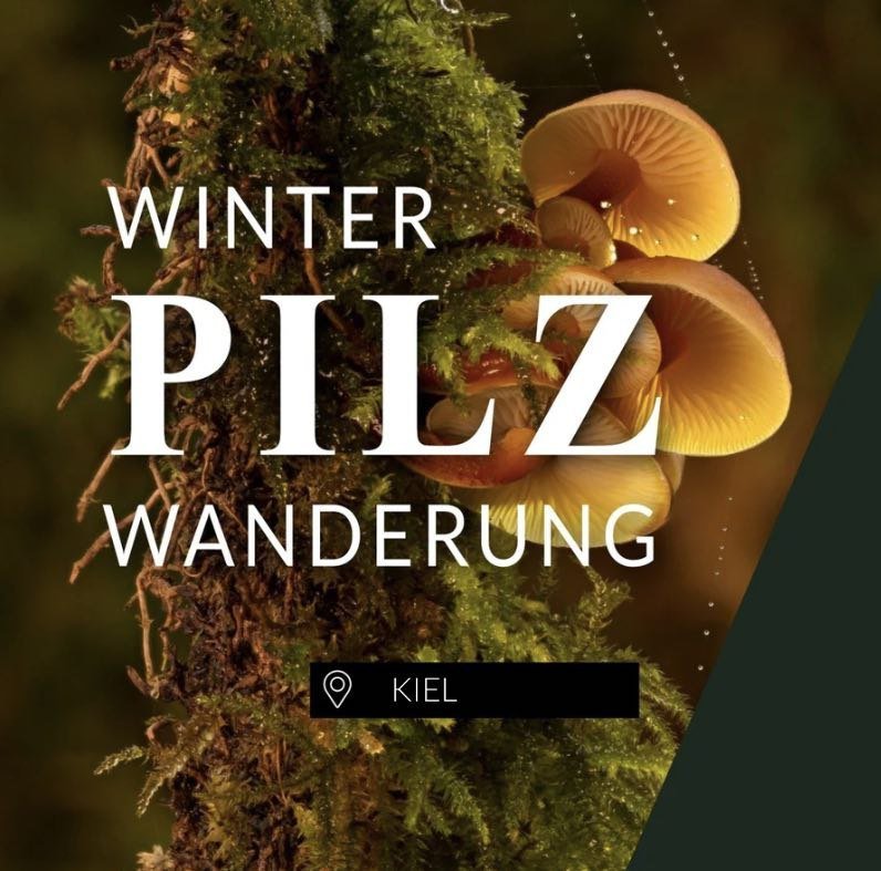 Winterpilzwanderung Kiel