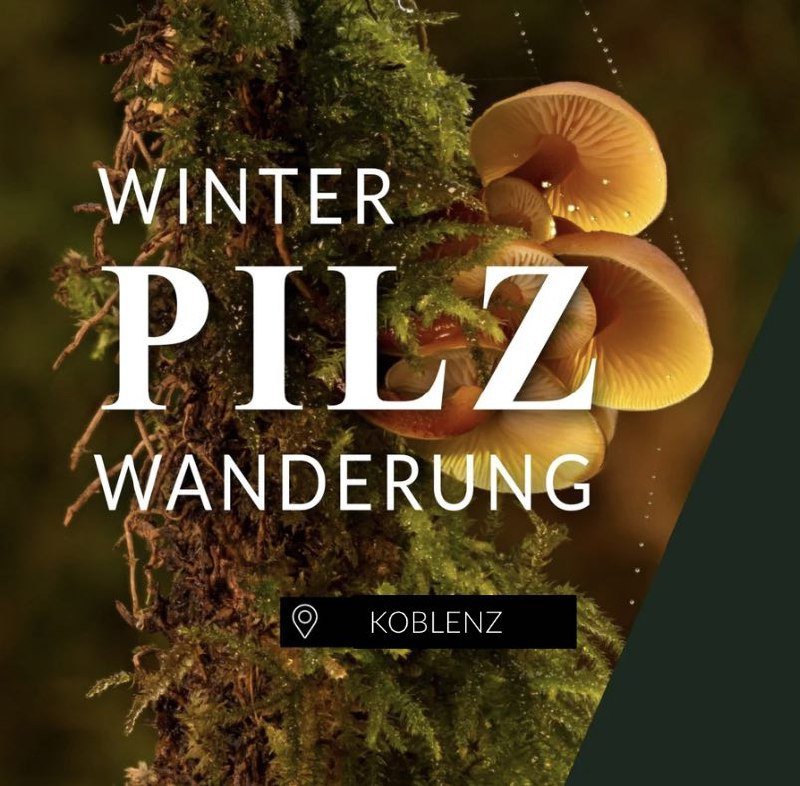 Winterpilzwanderung Koblenz