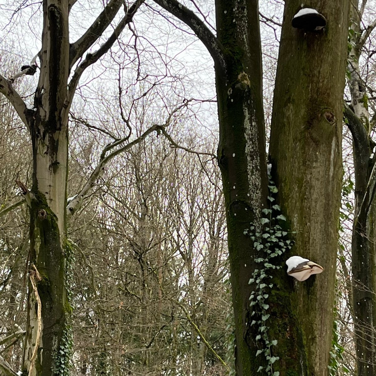 Winterpilzwanderung Münster