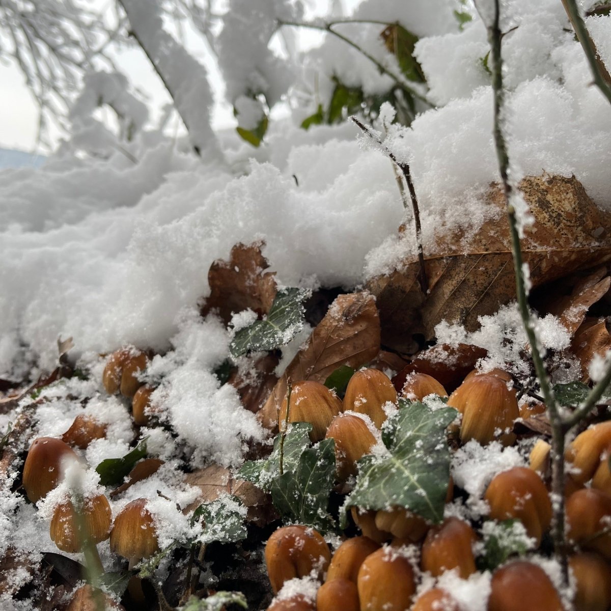 Winterpilzwanderung Münster